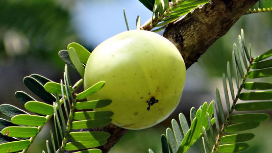 Top 10 Amla Powder Hair Care Products You Need to Try